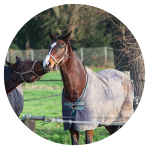 Dekenwasserij paarden vergelijken Totally Horse