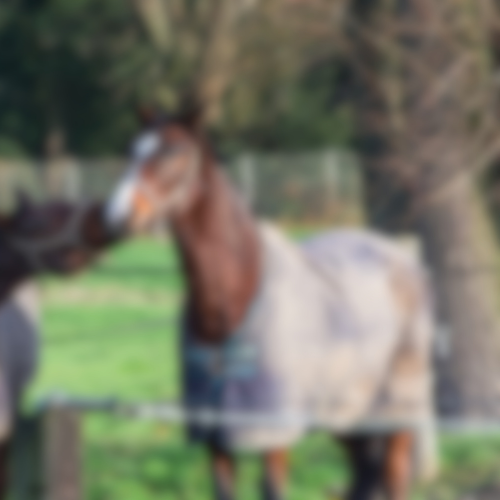 Paardendekenwasserij Flevoland