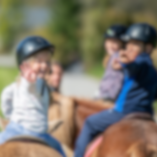 Default manege paard Stal Cuijpers - Manege